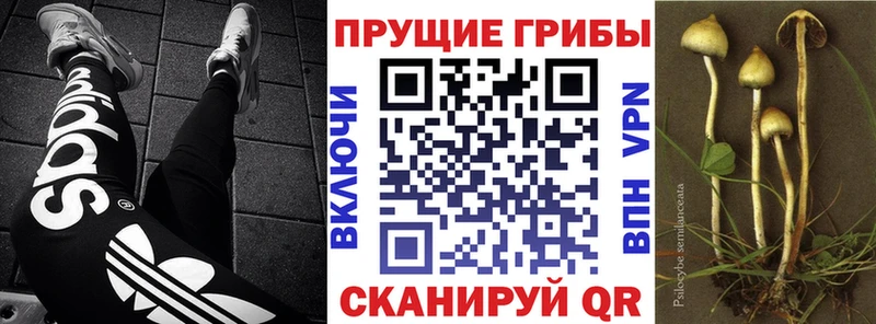 Псилоцибиновые грибы Psilocybine cubensis  магазин    Яхрома 